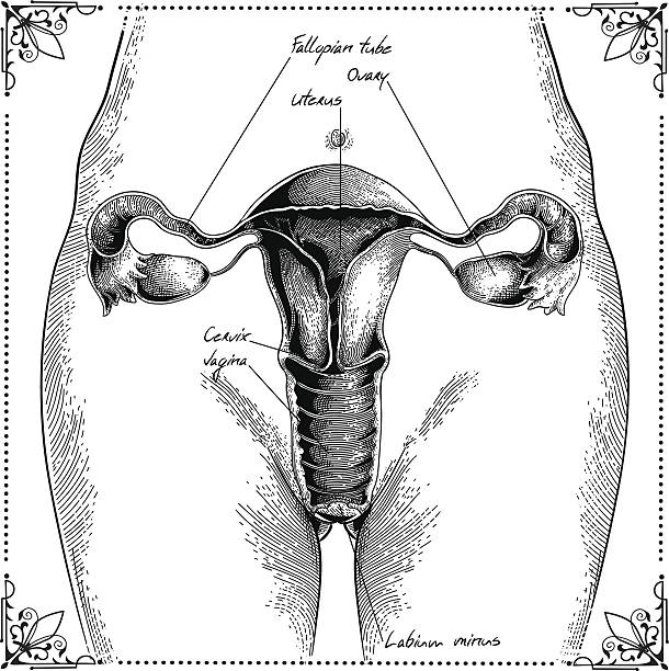 Uterus Female reproductive system. female likeness illustrations stock illustrations