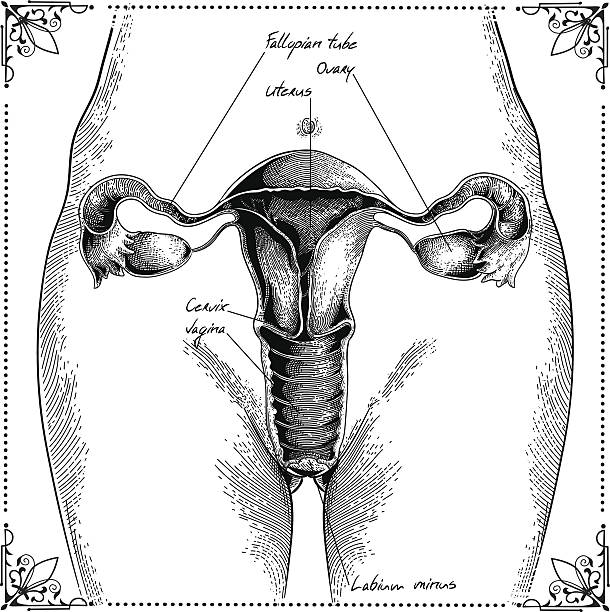 Uterus Female reproductive system. human uterus stock illustrations