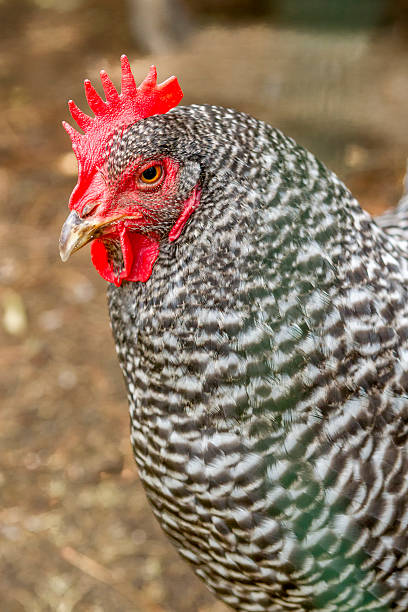istock Close up of Hen 482365848
