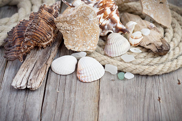 istock Marine background - seashells, rope and piece of amphora 482366077