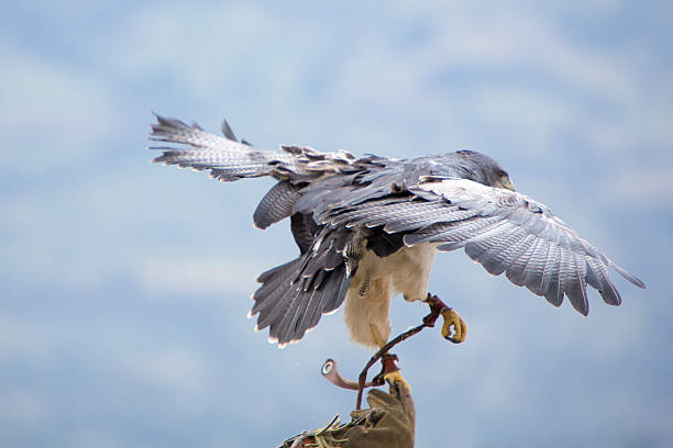 istock American Bald Eagle landing in Otavalo, Ecuador 482366170
