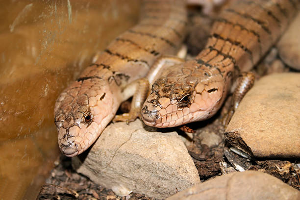 istock Pair of pink-tongued lizard 482366196