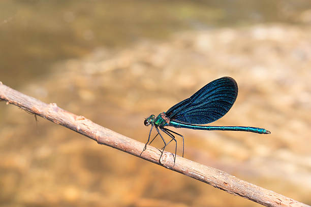 istock Beautiful demoiselle dragonfly (Calopteryx virgo). 482366442