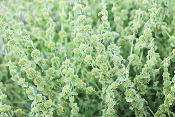 ballote lamiaceae marrubium vulgare blanc - cocklebur photos et images de collection