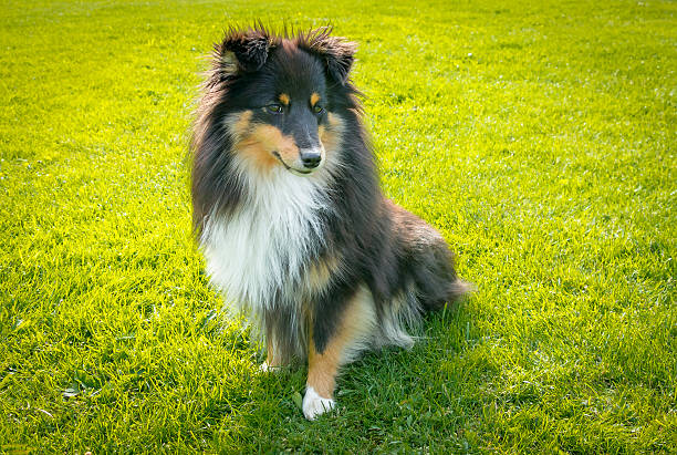 istock Shetland Sheepdog youngster 482367226