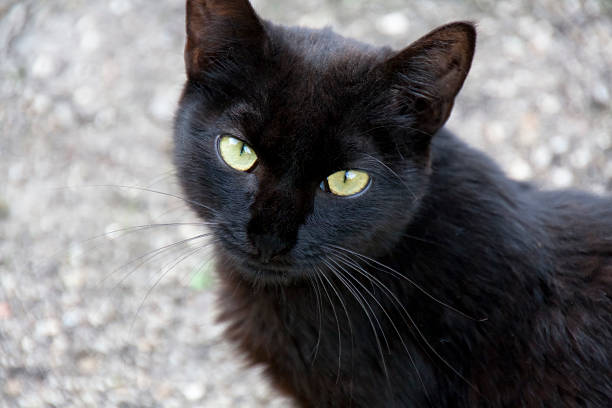 Close up portrait of a black cat with beautiful green eyes.