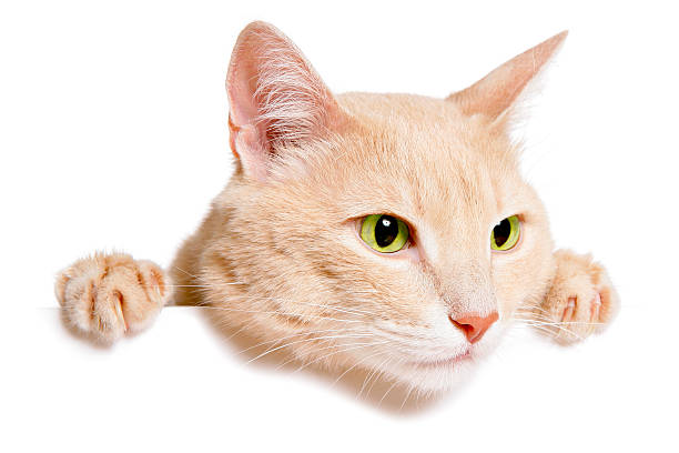 istock Pretty cat peeking behind a blank white banner 482367394