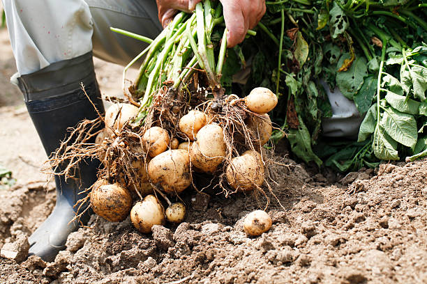 istock Harvest of potato 482367511