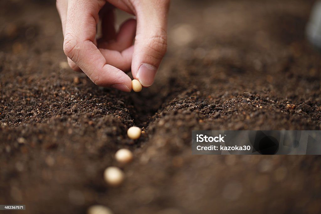 Planting I sow the seeds of soybean in the field of garden, Seed Stock Photo