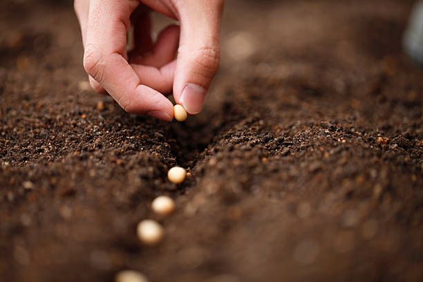 Planting I sow the seeds of soybean in the field of garden, sowing photos stock pictures, royalty-free photos & images