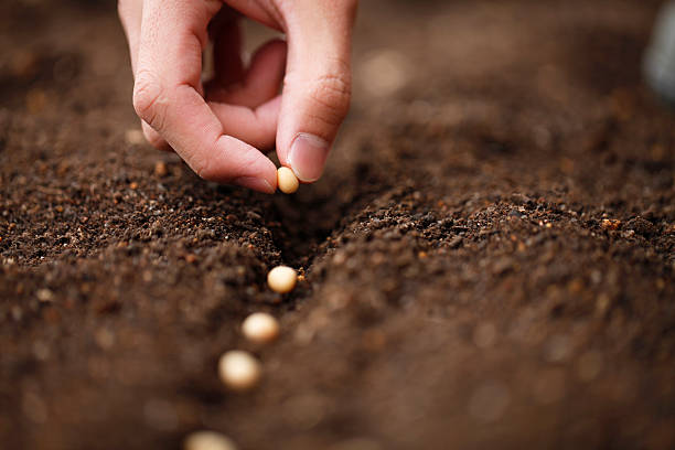 Planting I sow the seeds of soybean in the field of garden, hands holding plant soil stock pictures, royalty-free photos & images