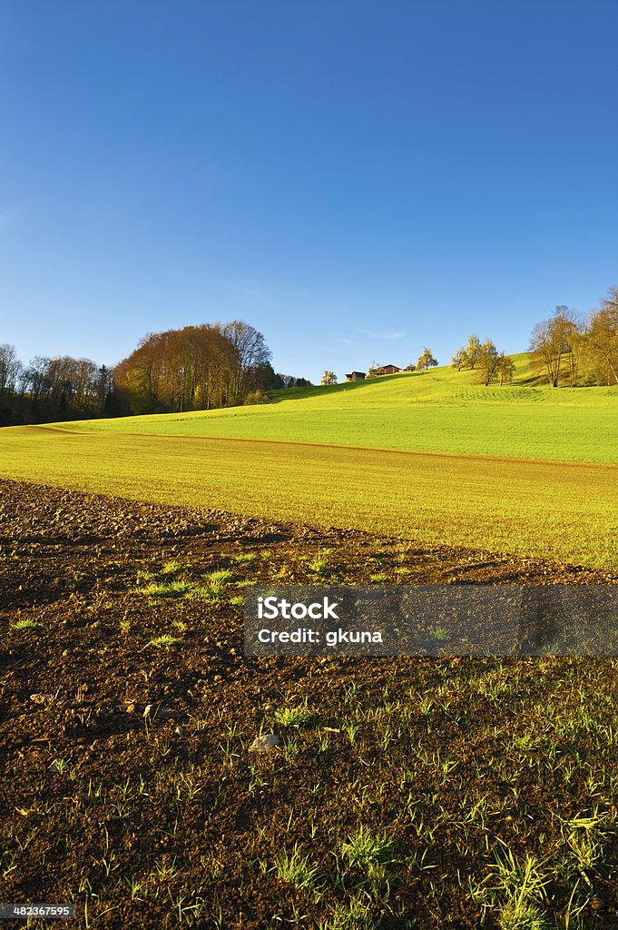 Campo - Foto de stock de Agricultura libre de derechos