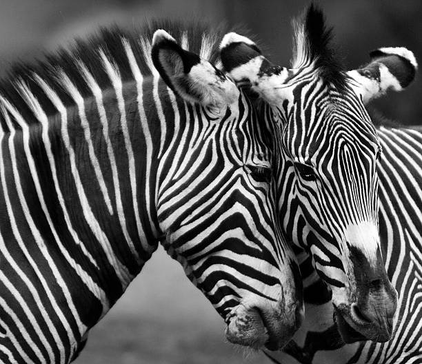 istock Black and White of two Zebras Playing 482367679