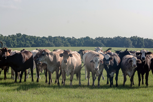 Group of commercial Brahman-influenced cows looking toward the camera in a southern pasture during the summer