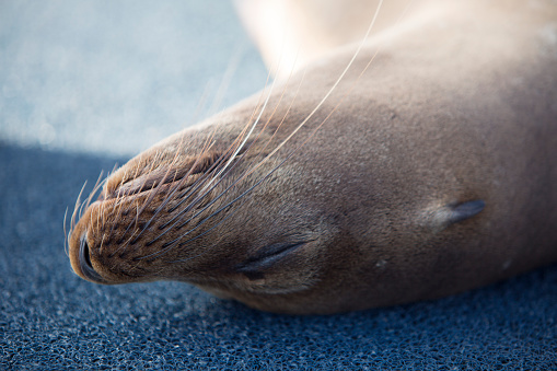Closeup of a brown sea lion seen in the Galapagos Islands, Ecuador 2015.