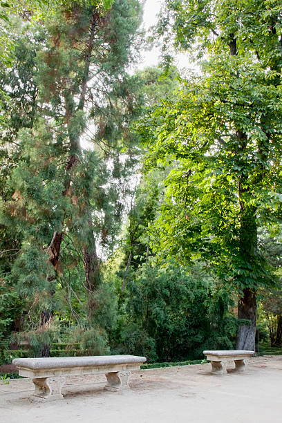 Mediterranean cypress Cupressus sempervirens before a cemetery