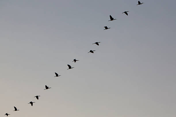 istock Birds flying in sunset sky, Lake Maracaibo 482371018