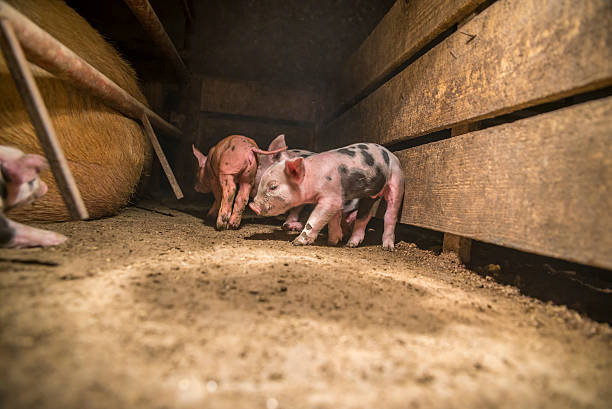 istock Little baby pigs 482373523