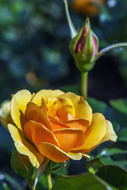 istock buds of a tea rose 482374196