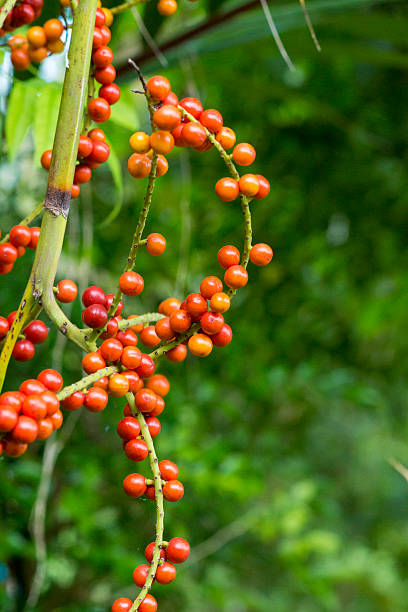 istock Red seed of Fan palm. 482375453