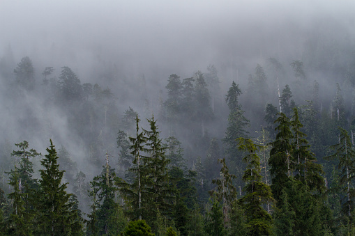 A misty forest in the Pacific Northwest