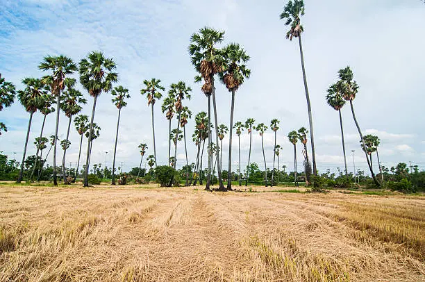 palm trees at field rice after harvest