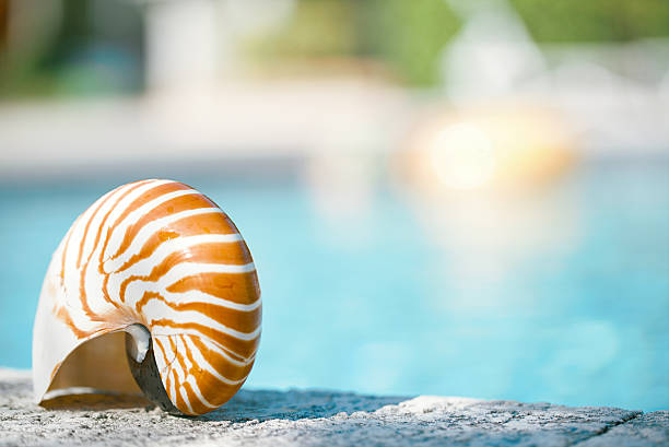 istock nautilus shell at resort swimming pool edge 482377628