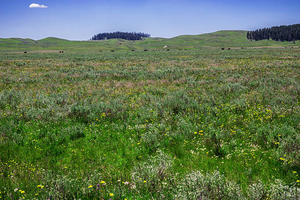 istock The interior space yellowstone national parks, USA 482377806