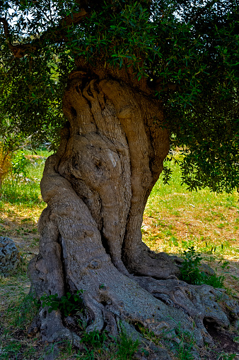 Detail olive tree secular in the countryside of Apulia. Italy