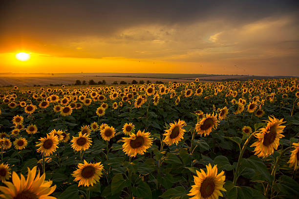 istock sunflower field at sunset and cloudy sky 482378286