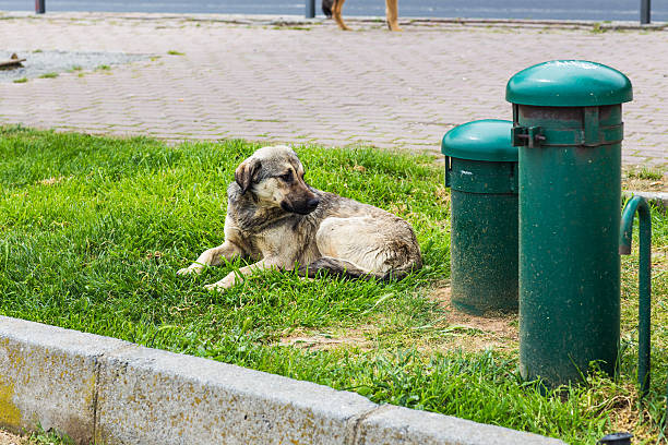 istock street dog lying 482378350