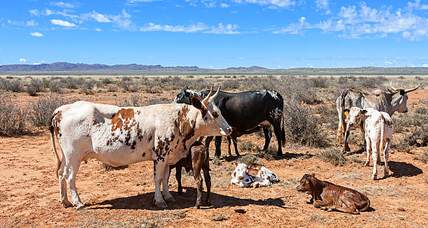 nguni cattle breeding nguni cows a traditional breed of cattle for the african stock farmers nguni cattle stock pictures, royalty-free photos & images