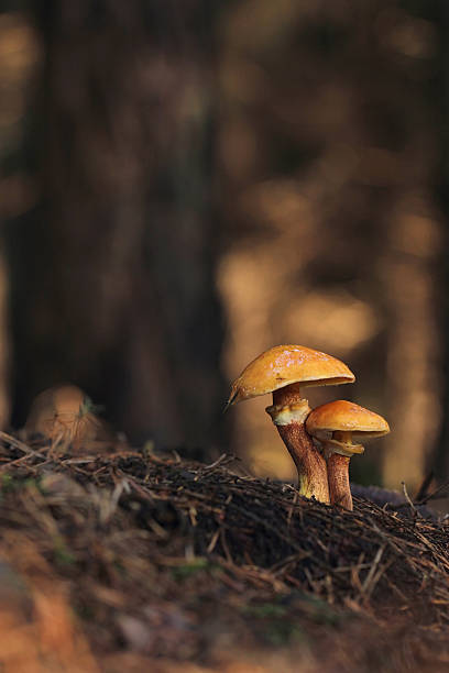 funghi nella foresta - fungus moss log magic mushroom foto e immagini stock