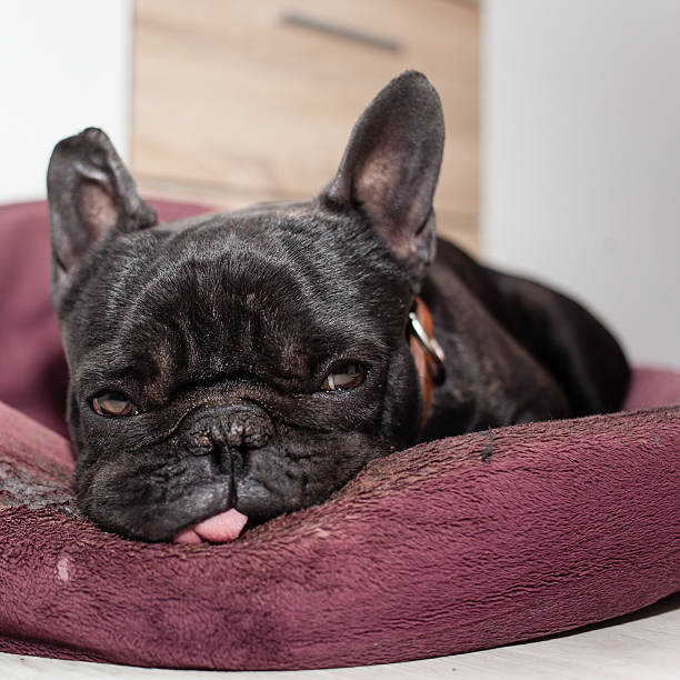 istock tired french bulldog 482378782