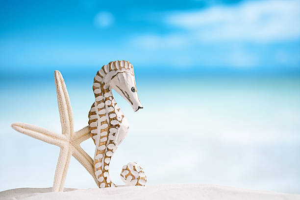 istock seahorse with white starfish on white sand beach, ocean 482380780