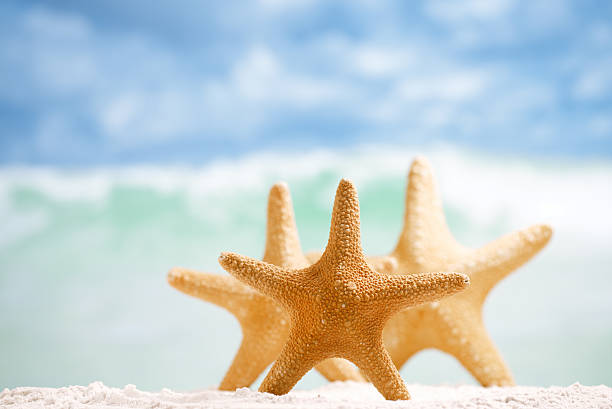 istock red starfish with ocean, beach, sky and seascape, shallow dof 482380826