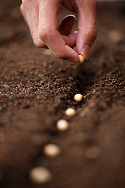 pflanzen - vegetable garden planting environment human hand stock-fotos und bilder