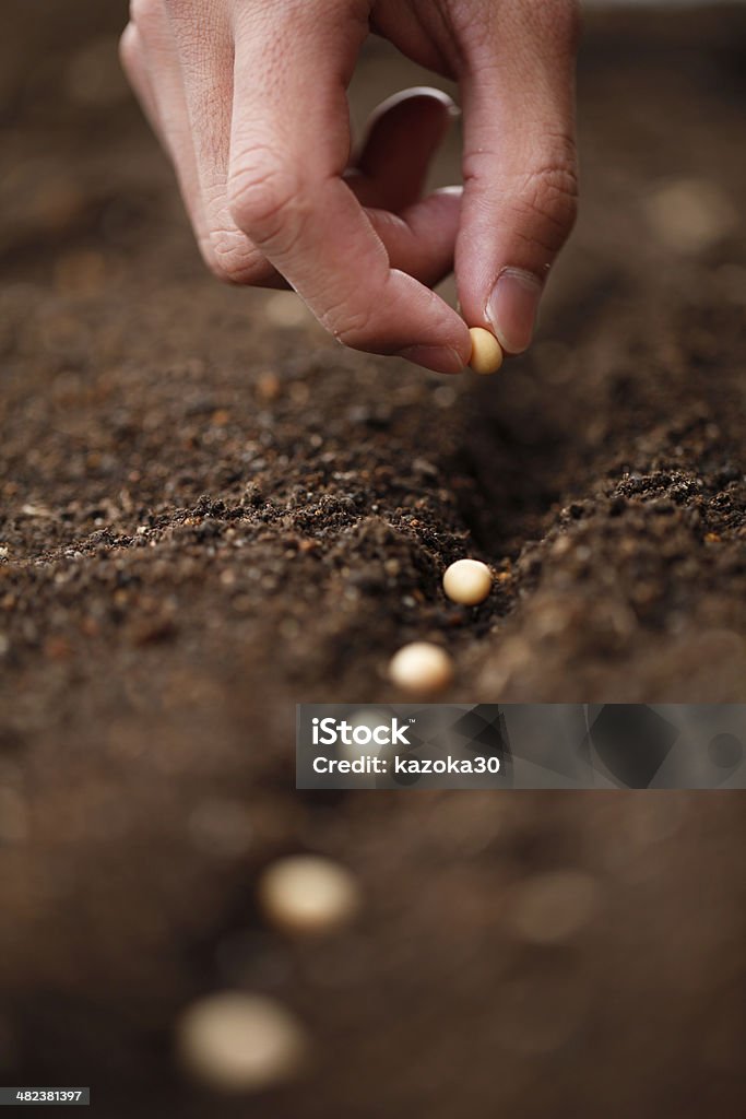 Planting I sow the seeds of soybean in the field of garden, Seed Stock Photo