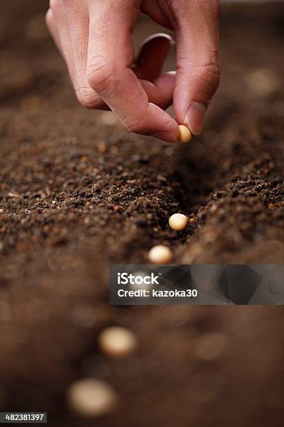 Planting Stock Photo - Download Image Now - Seed, Soybean, Dirt