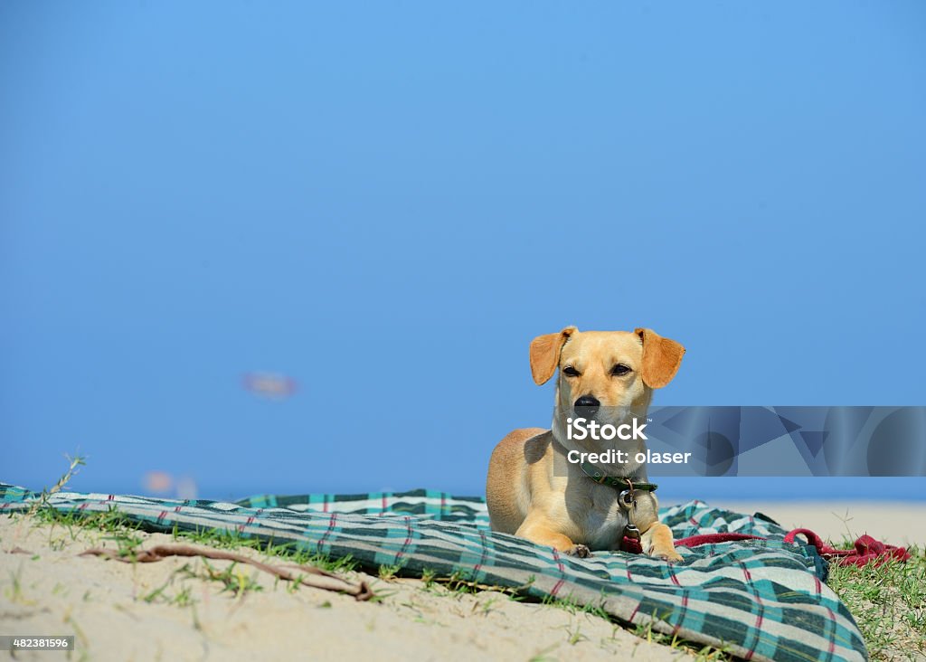 Dog chilling on Venice Beach close to Boardwalk 2015 Stock Photo