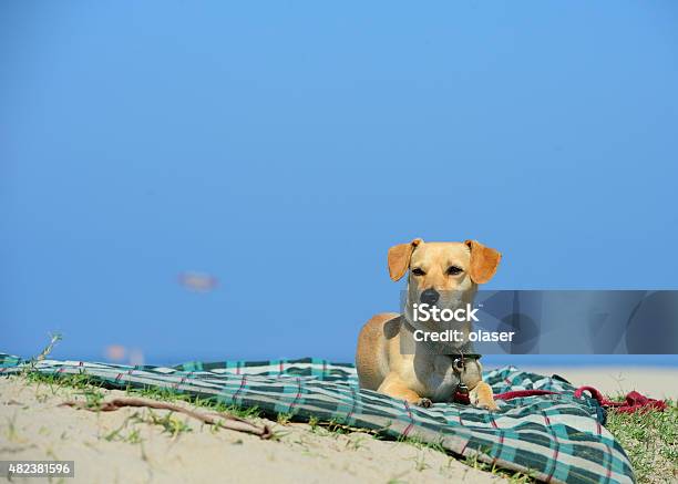 Dog Chilling On Venice Beach Close To Boardwalk Stock Photo - Download Image Now - 2015, Beach, Blanket