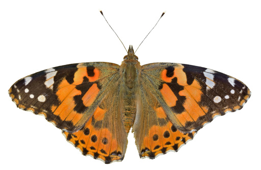 A close up of the butterfly (Vanessa cardui) (Painted lady). Isolated on white.