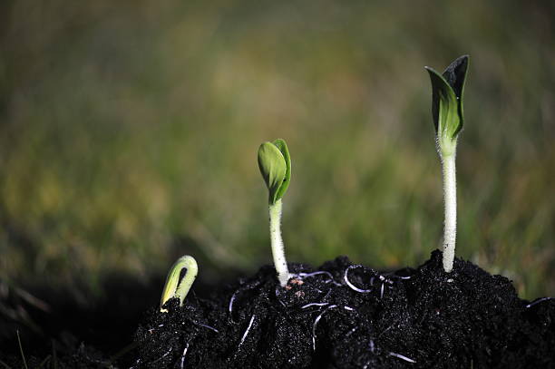 istock Seedling in the garden 482381779