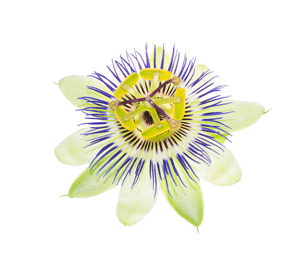istock blooming passiflora flower on the white 482382153