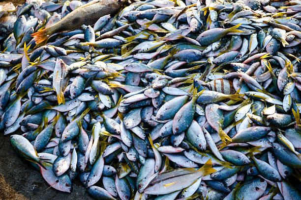 istock Fresh fish on the market 482382509