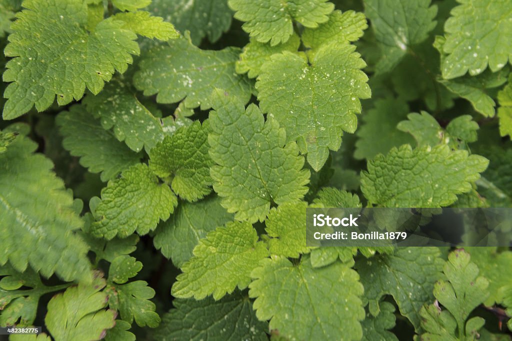Mint leaves photograph of mint leaves as background Aromatherapy Stock Photo