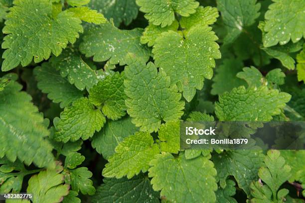 Mint Leaves Stock Photo - Download Image Now - Aromatherapy, Bush, Close-up