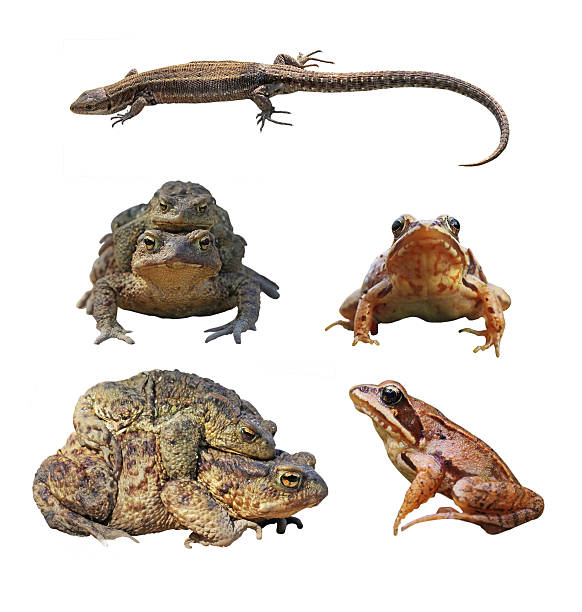Isolated amphibians  - Toad, frog, lizard Common toad, Wood frog, zootoca vivipara stock pictures, royalty-free photos & images
