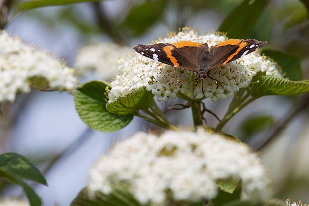 Red Admiral butterfly in a Dogwood tree stock photo