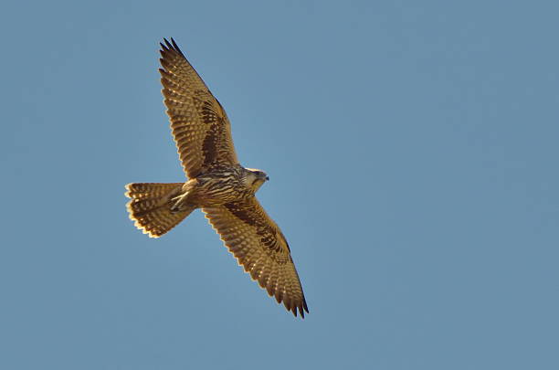 saker falcon flying (Falco cherrug) saker falcon flying (Falco cherrug) in natural habitat saker stock pictures, royalty-free photos & images